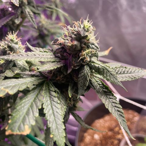 Unknown strain growlog timeline photo