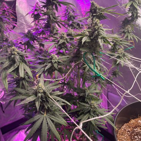 Unknown strain growlog timeline photo