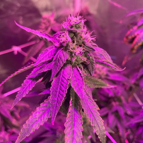 Unknown strain growlog timeline photo