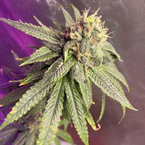 Unknown strain growlog timeline photo