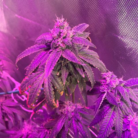 Unknown strain growlog timeline photo