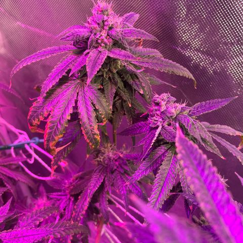 Unknown strain growlog timeline photo