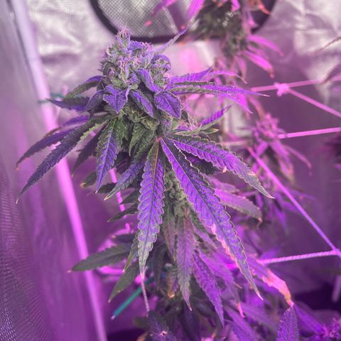 Unknown strain growlog timeline photo