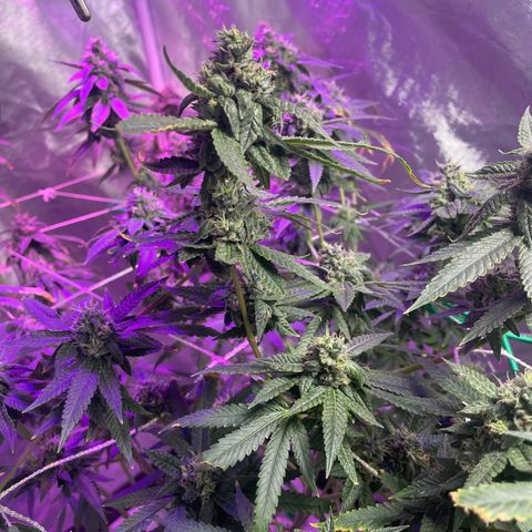 Unknown strain growlog timeline photo
