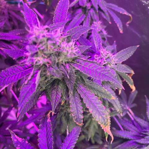 Unknown strain growlog timeline photo