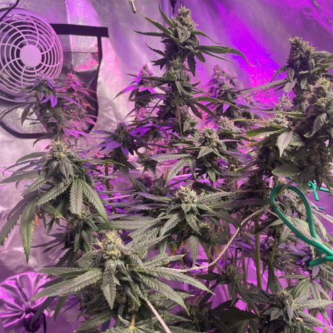 Unknown strain growlog timeline photo