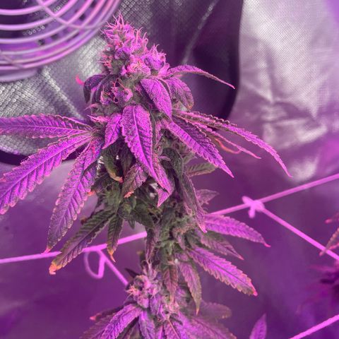 Unknown strain growlog timeline photo