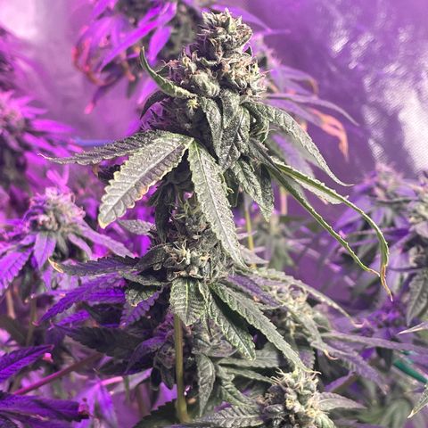 Unknown strain growlog timeline photo