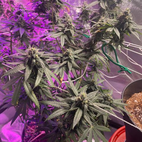 Unknown strain growlog timeline photo