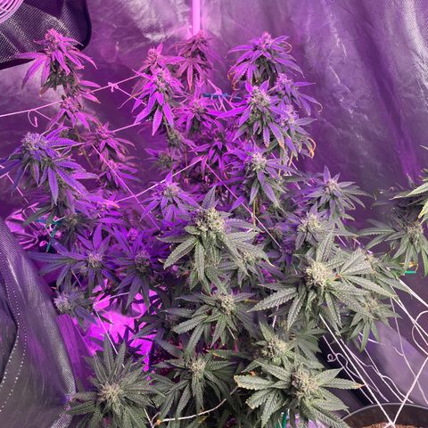 Unknown strain growlog timeline photo