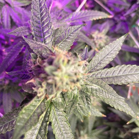Unknown strain growlog timeline photo