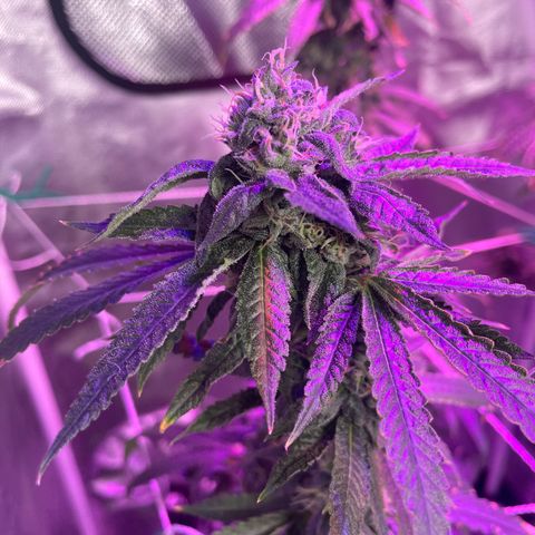 Unknown strain growlog timeline photo