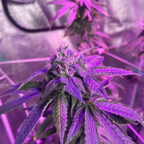 Unknown strain growlog timeline photo