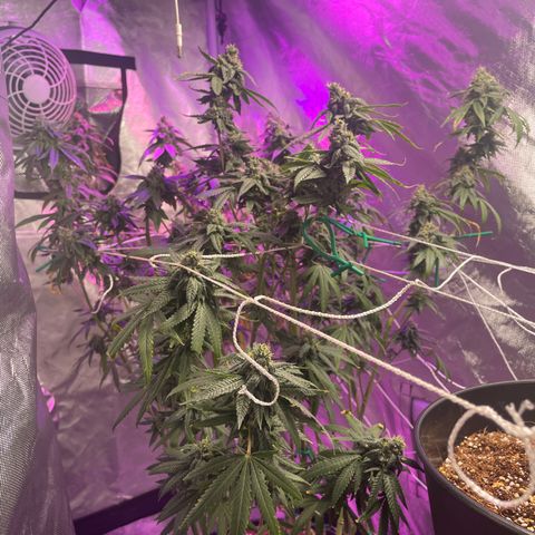 Unknown strain growlog timeline photo