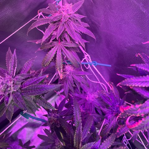 Unknown strain growlog timeline photo