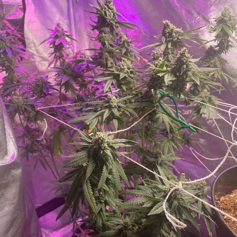 Unknown strain growlog timeline photo