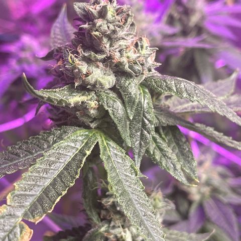 Unknown strain growlog timeline photo