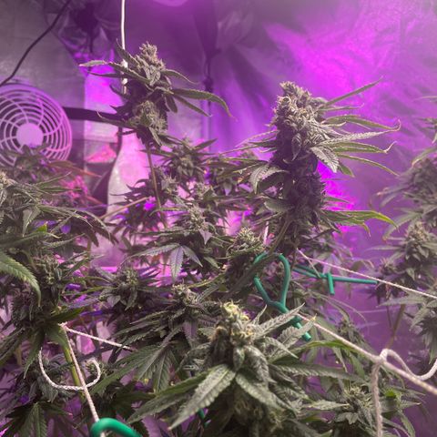 Unknown strain growlog timeline photo