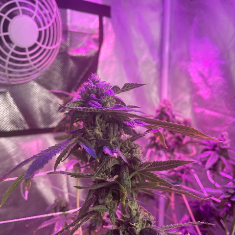 Unknown strain growlog timeline photo