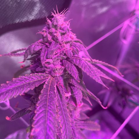 Unknown strain growlog timeline photo