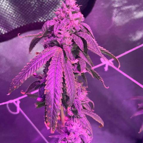 Unknown strain growlog timeline photo