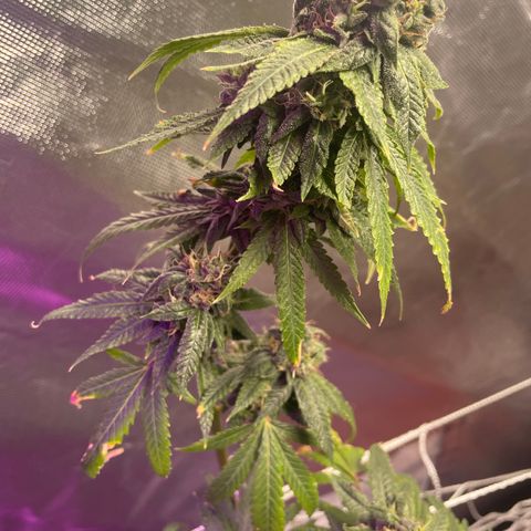 Unknown strain growlog timeline photo