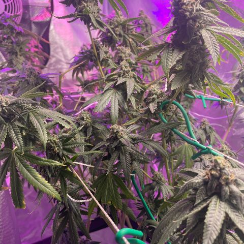Unknown strain growlog timeline photo