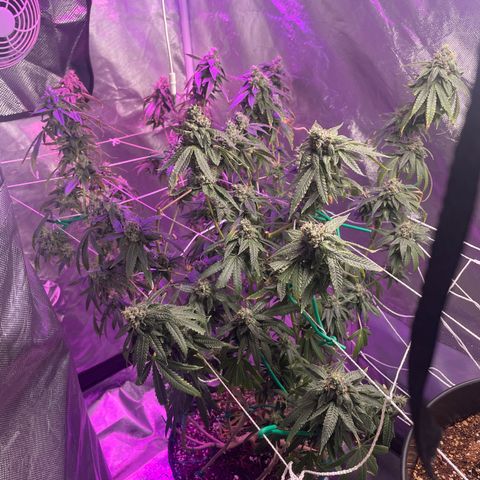 Unknown strain growlog timeline photo