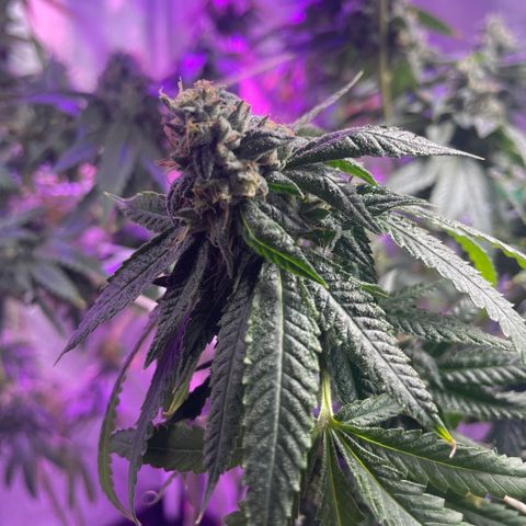 Unknown strain growlog timeline photo