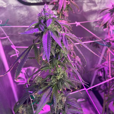 Unknown strain growlog timeline photo