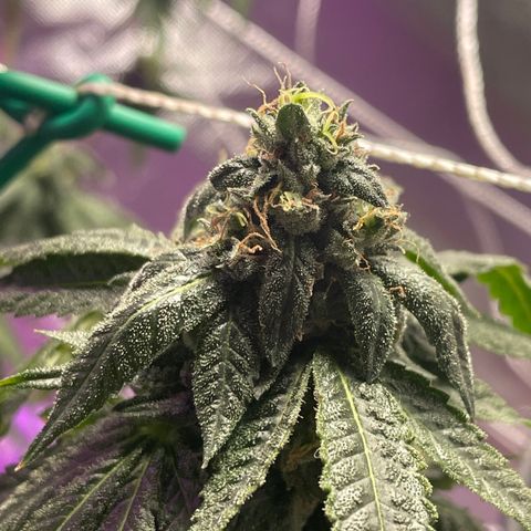 Unknown strain growlog timeline photo