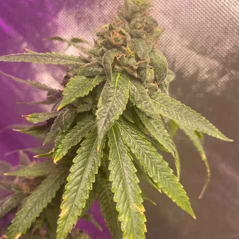 Unknown strain growlog timeline photo