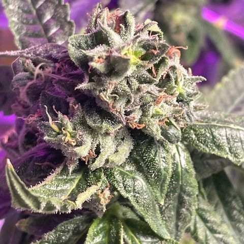 Unknown strain growlog timeline photo