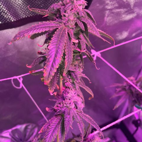 Unknown strain growlog timeline photo