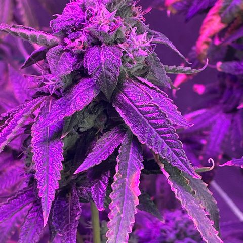 Unknown strain growlog timeline photo