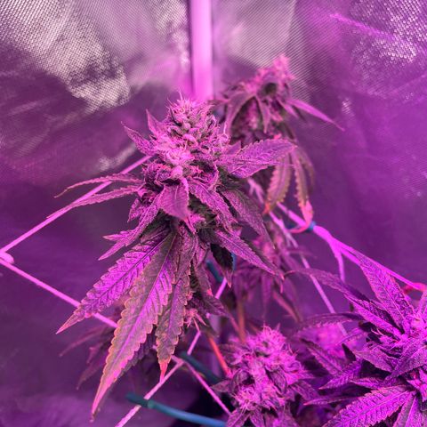 Unknown strain growlog timeline photo