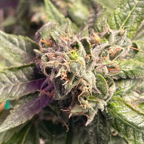 Unknown strain growlog timeline photo