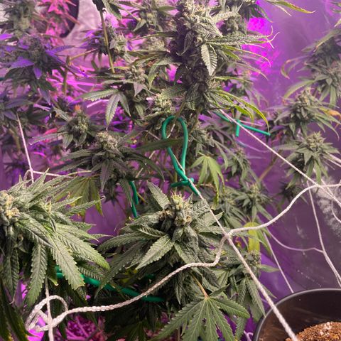 Unknown strain growlog timeline photo
