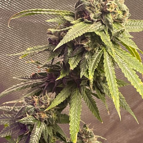 Unknown strain growlog timeline photo