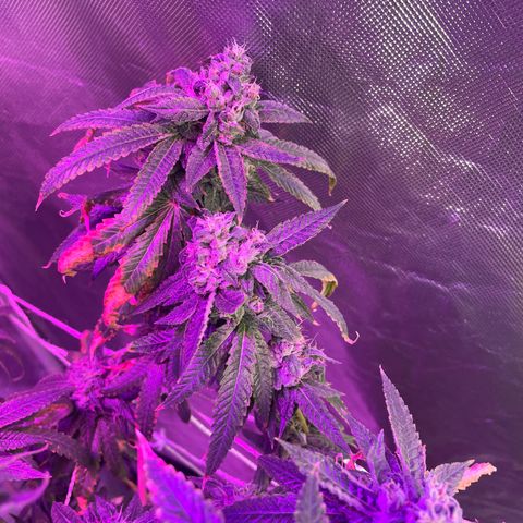 Unknown strain growlog timeline photo