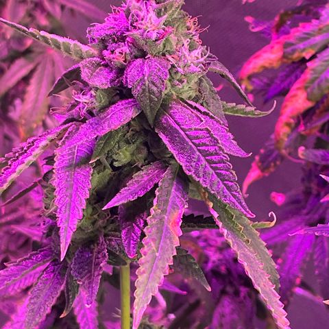 Unknown strain growlog timeline photo