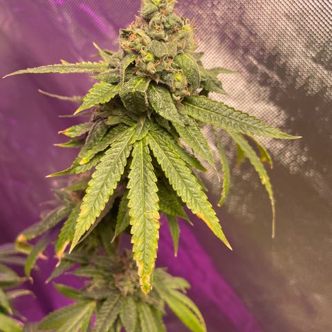 Unknown strain growlog timeline photo