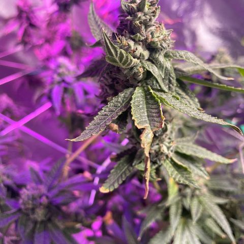 Unknown strain growlog timeline photo