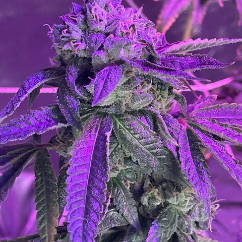 Unknown strain growlog timeline photo