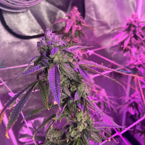 Unknown strain growlog timeline photo