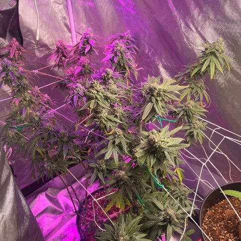 Unknown strain growlog timeline photo