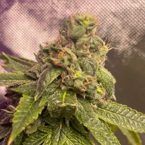 Unknown strain growlog timeline photo