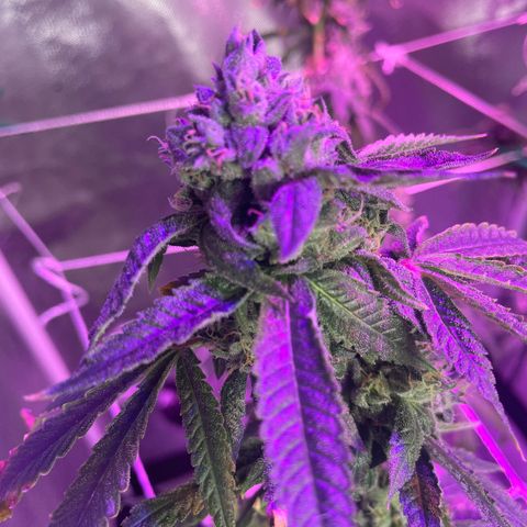 Unknown strain growlog timeline photo