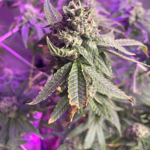 Unknown strain growlog timeline photo