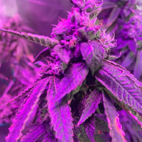 Unknown strain growlog timeline photo